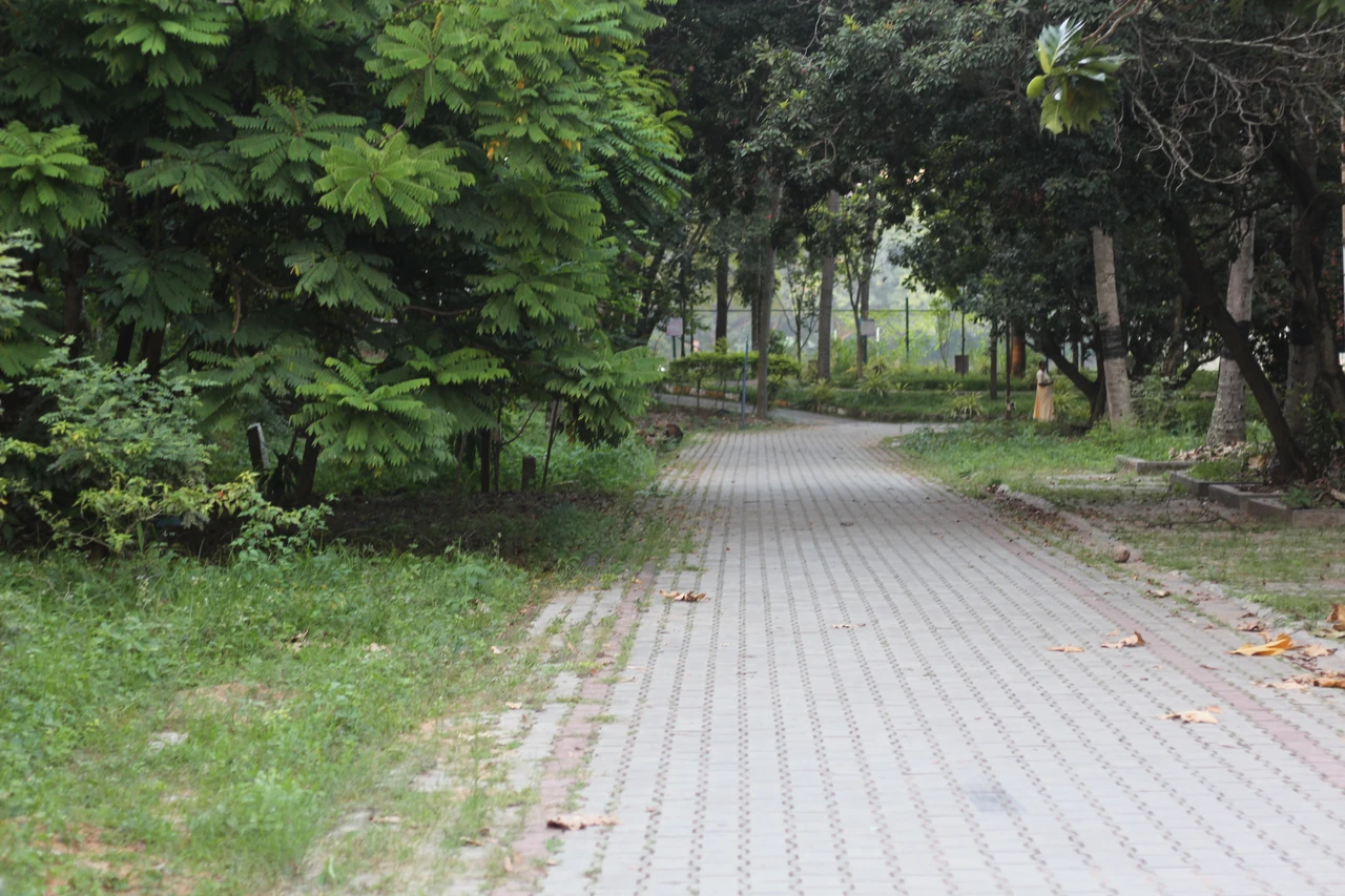 A quiet paved walkway beneath trees and dense green foliage.